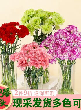 康乃馨鲜花云南基地直发顺丰