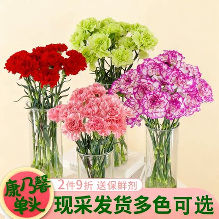 康乃馨鲜花云南基地直发鲜切花真花母亲节教师节花束家用水养插花
