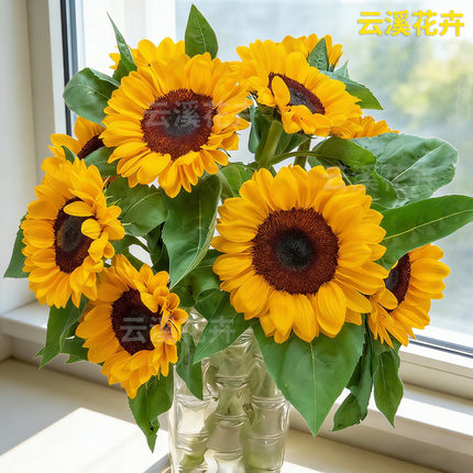 向日葵云南基地直发鲜花套餐每日向日葵鲜花养护套餐推荐家庭水养