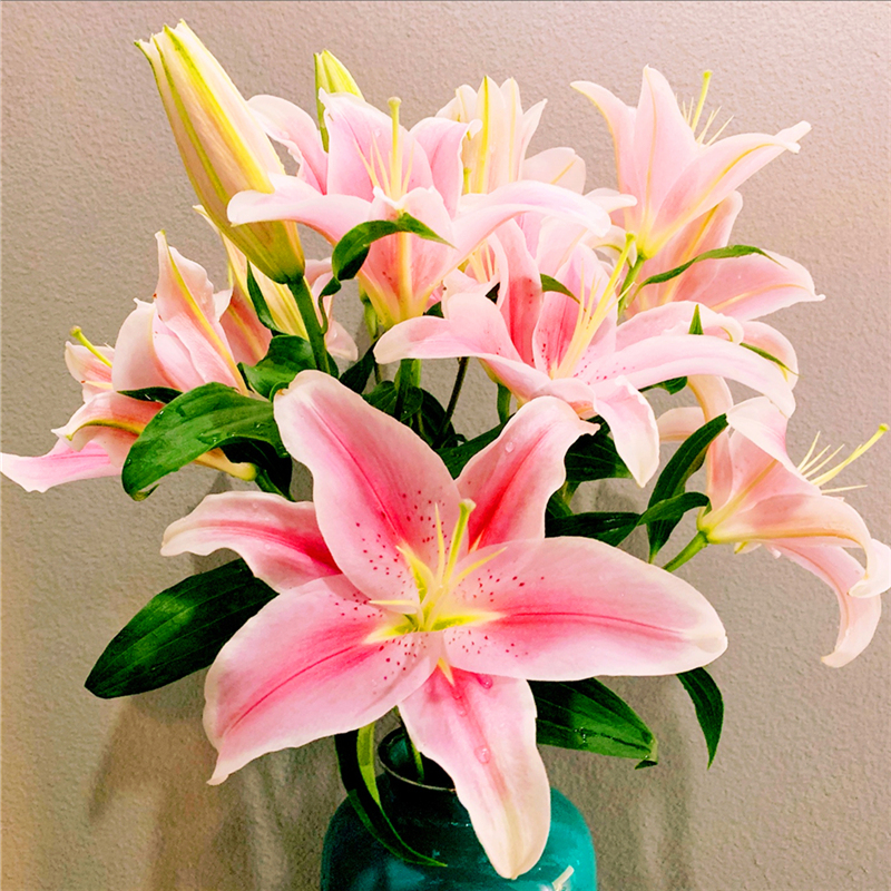 香水百合花束基地直发云南鲜花昆明直批直发速递同城情人节花