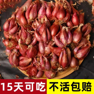 四季小香葱种头四川葱种葱种子种籽小葱葱头红葱本地火葱头种批发