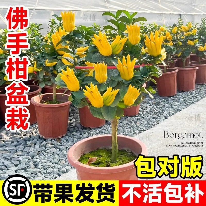 佛手柑树苗盆栽带果室内阳台庭院老桩金华佛手鲜果树好养花卉绿植