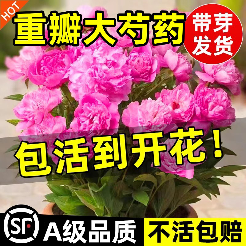 何惟芳同款牡丹重瓣芍药花苗带芽