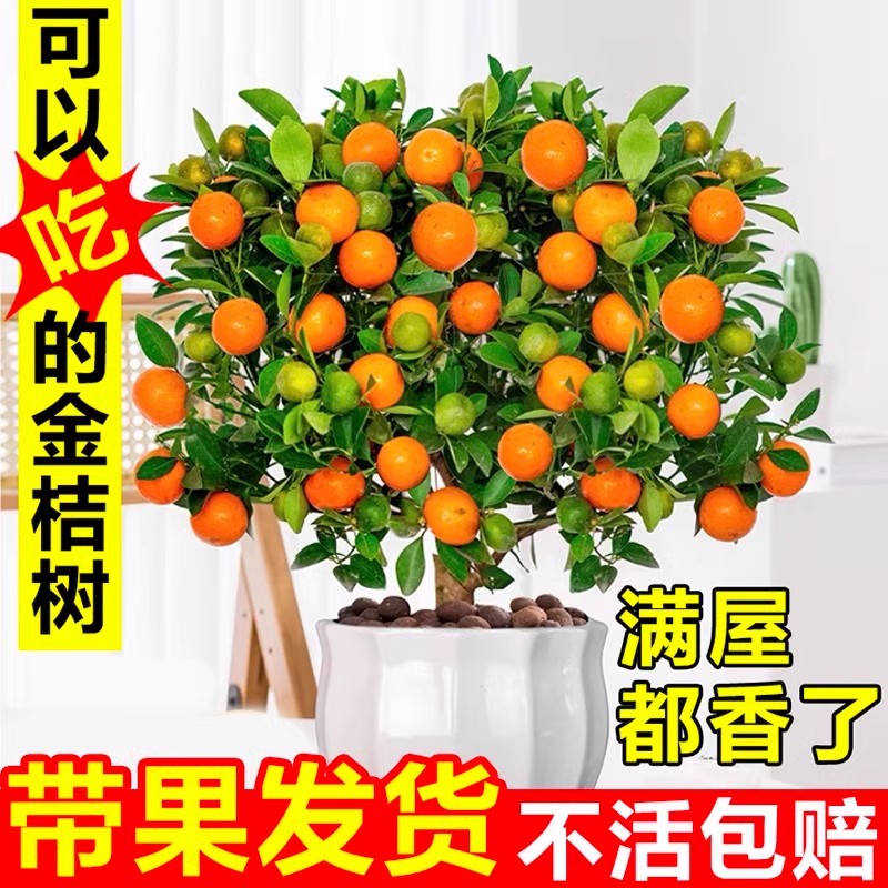 精品四季金桔树苗盆栽带果植物