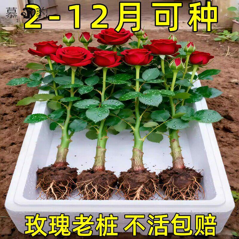 玫瑰花苗老桩盆栽花卉多季节大花绿植物月季蔷薇老根阳台四季种植