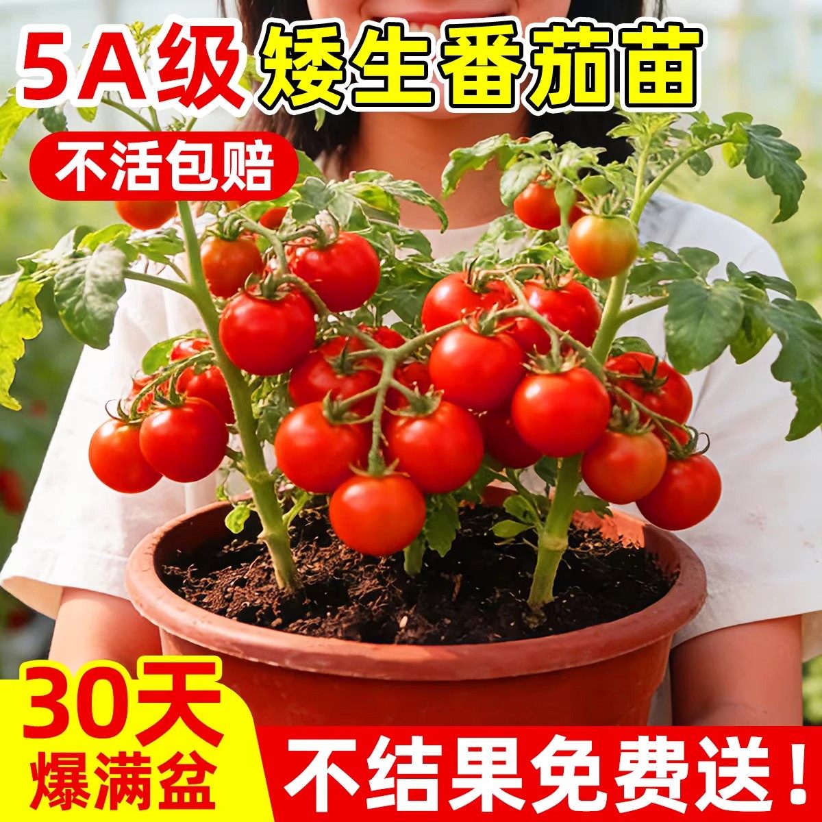 四季矮生番茄苗水果盆栽千禧种子孑种籽阳台圣女果西红柿草莓苗秧,农用物资,蔬菜种子/种苗,淘宝优惠券,粉丝福利购,淘宝优惠卷