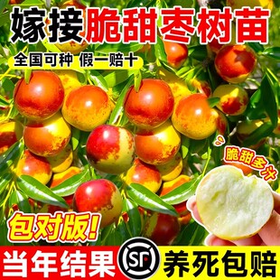枣树活苗大枣超甜带土球南北方沾化冬枣大树矮化嫁接苗超甜特大号