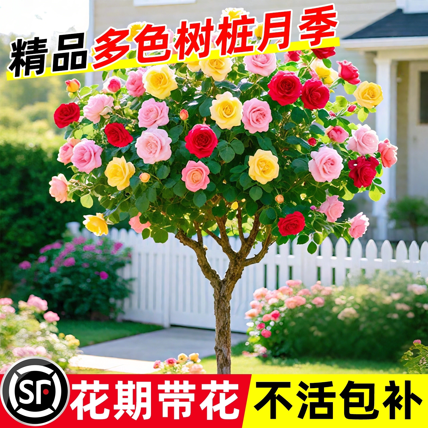 树桩月季花树大花花卉嫁接开花月季花棒棒糖特大花树苗花苗盆栽