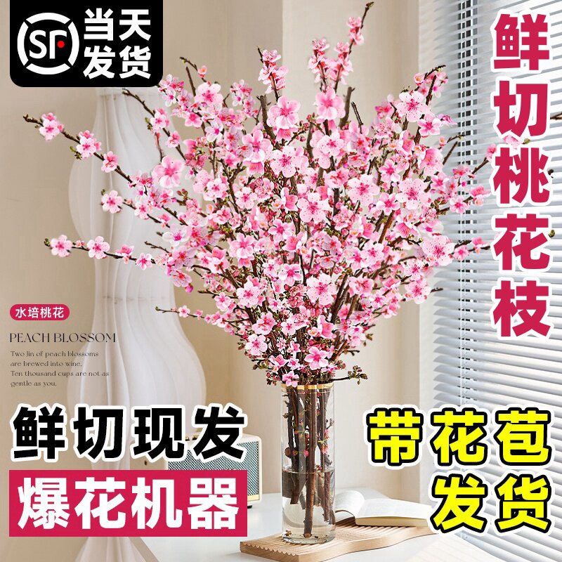桃花枝水培植物室内好养雪柳鲜枝水养红梅干枝带花苞鲜切花卉绿植