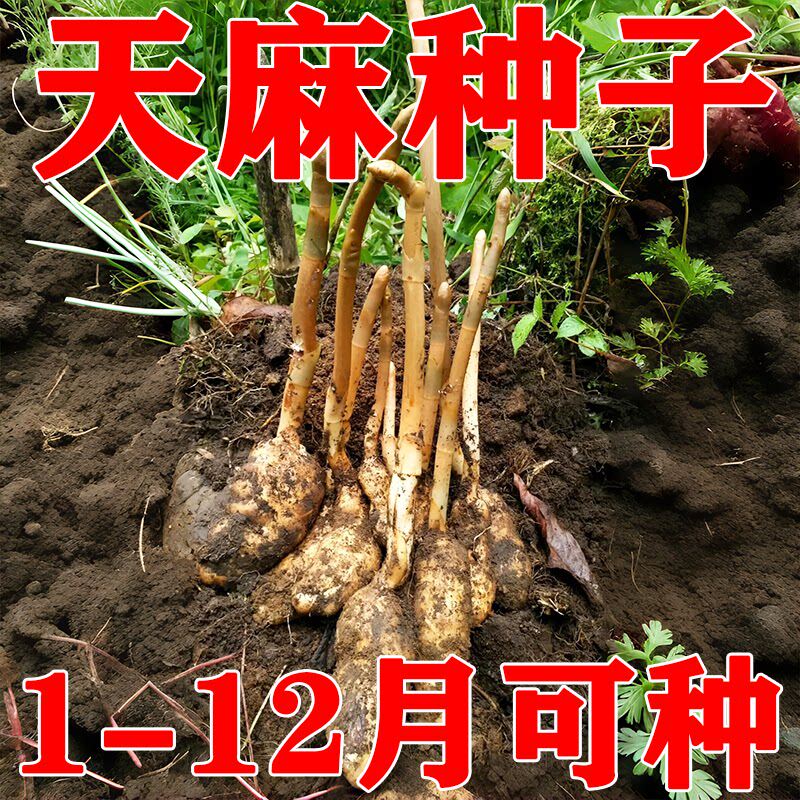 正宗天麻种子四季种植盆栽阳台室内外云南天麻种植苗种子批发好养