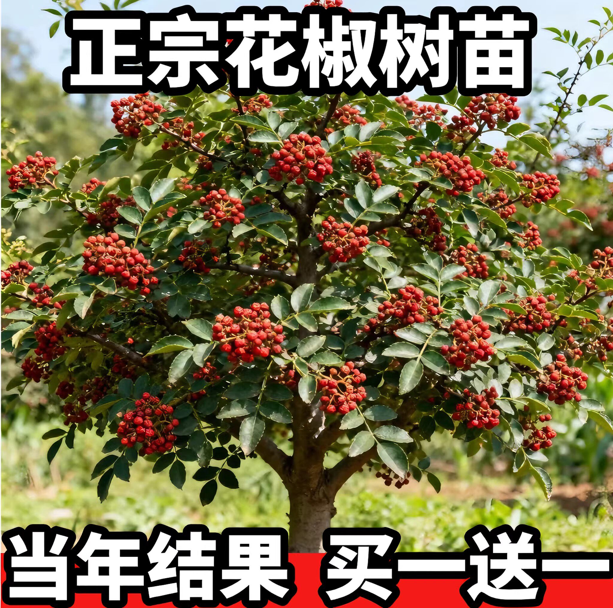 特大红袍花椒苗树小苗批发南北方种植老品种麻椒当年结果花椒树苗