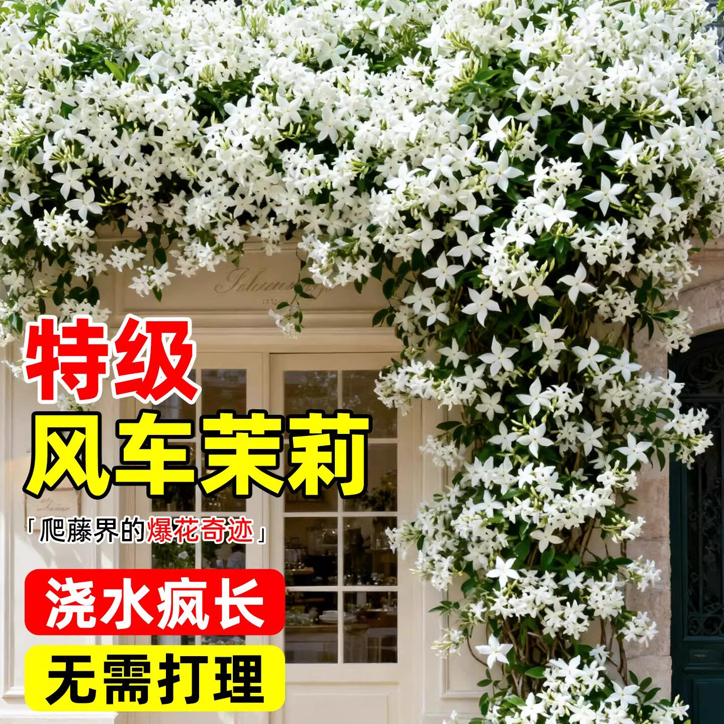 粉色风车茉莉爬藤植物盆栽络石藤蔓垂丝花卉室外阳台庭院攀援花卉