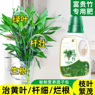 富贵竹专用营养液治叶子发黄转运竹节节高文昌竹水竹水培植物生根