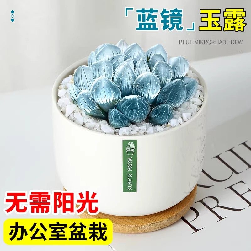 蓝镜玉露高端蓝色翡翠多肉植物办公室内小盆栽大颗好养活稀有品种,鲜花速递/花卉仿真/绿植园艺,多肉植物,淘宝优惠券,粉丝福利购,淘宝优惠卷