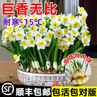 漳州水仙花种球盆栽水养绿植花卉冬季 耐寒阳台重瓣郁金香水培植物