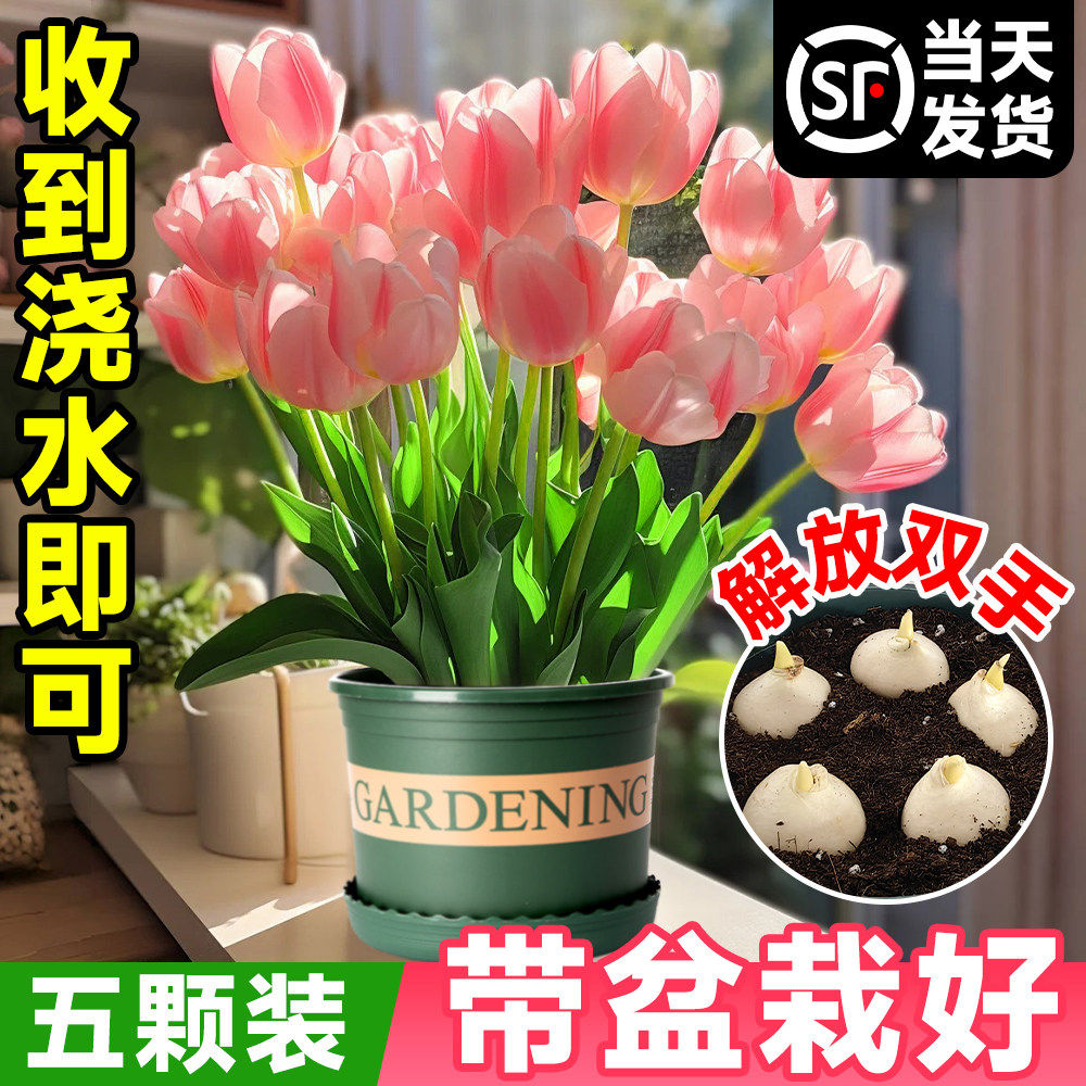 郁金香种球水培植物荷兰进口5度球桌面阳台花卉种子室内耐寒好养