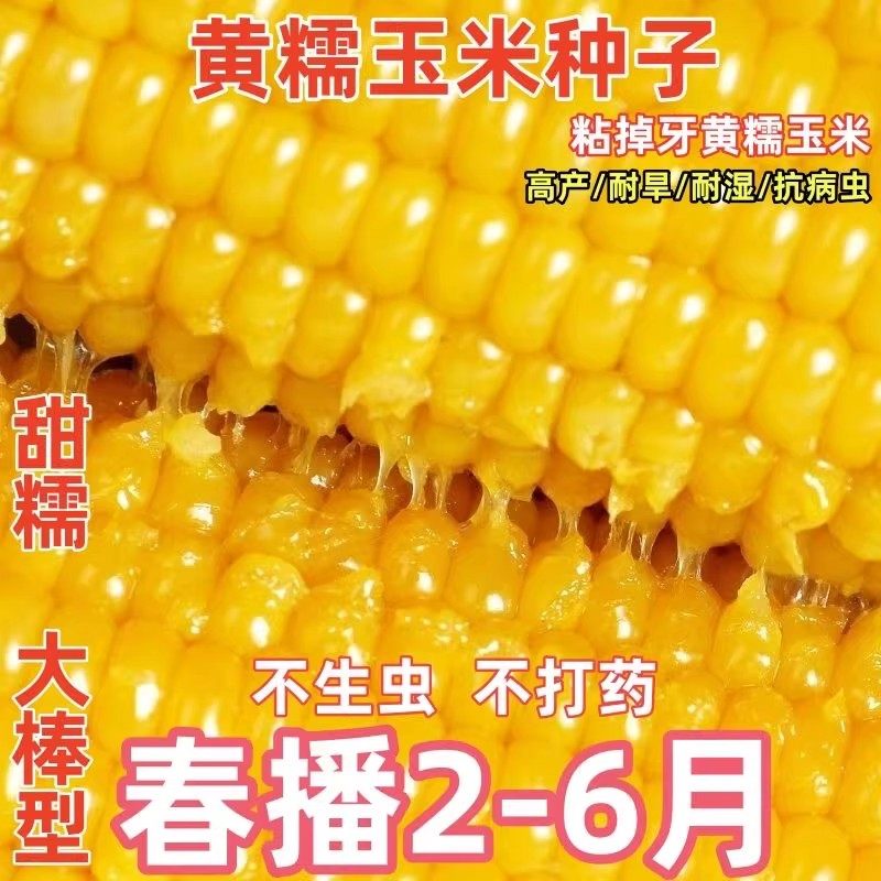 香甜黄糯玉米种子黄玉米糯玉米非转基因粘玉米甜玉米春季蔬菜种子,农用物资,玉米种子/种苗,淘宝优惠券,粉丝福利购,淘宝优惠卷