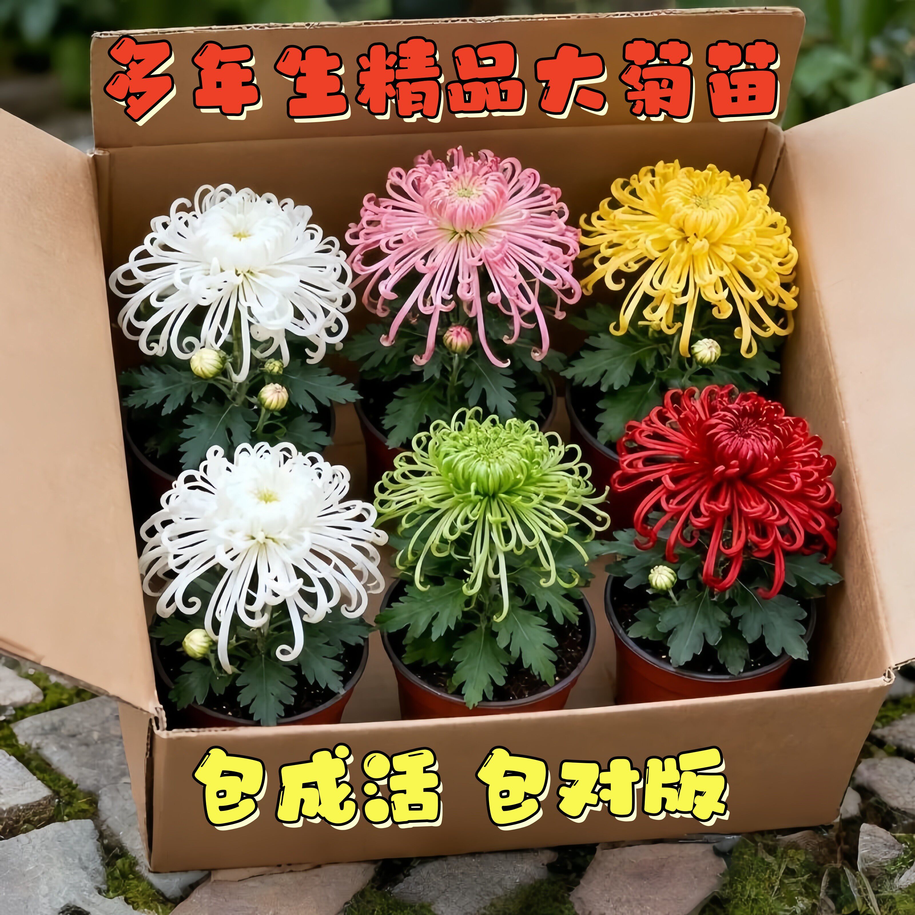 精品大菊花苗耐寒耐热菊花盆栽九月菊荷兰菊金丝菊室内外开花花卉