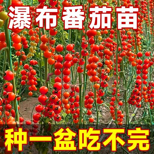 瀑布矮生超甜小番茄苗秧阳台盆栽