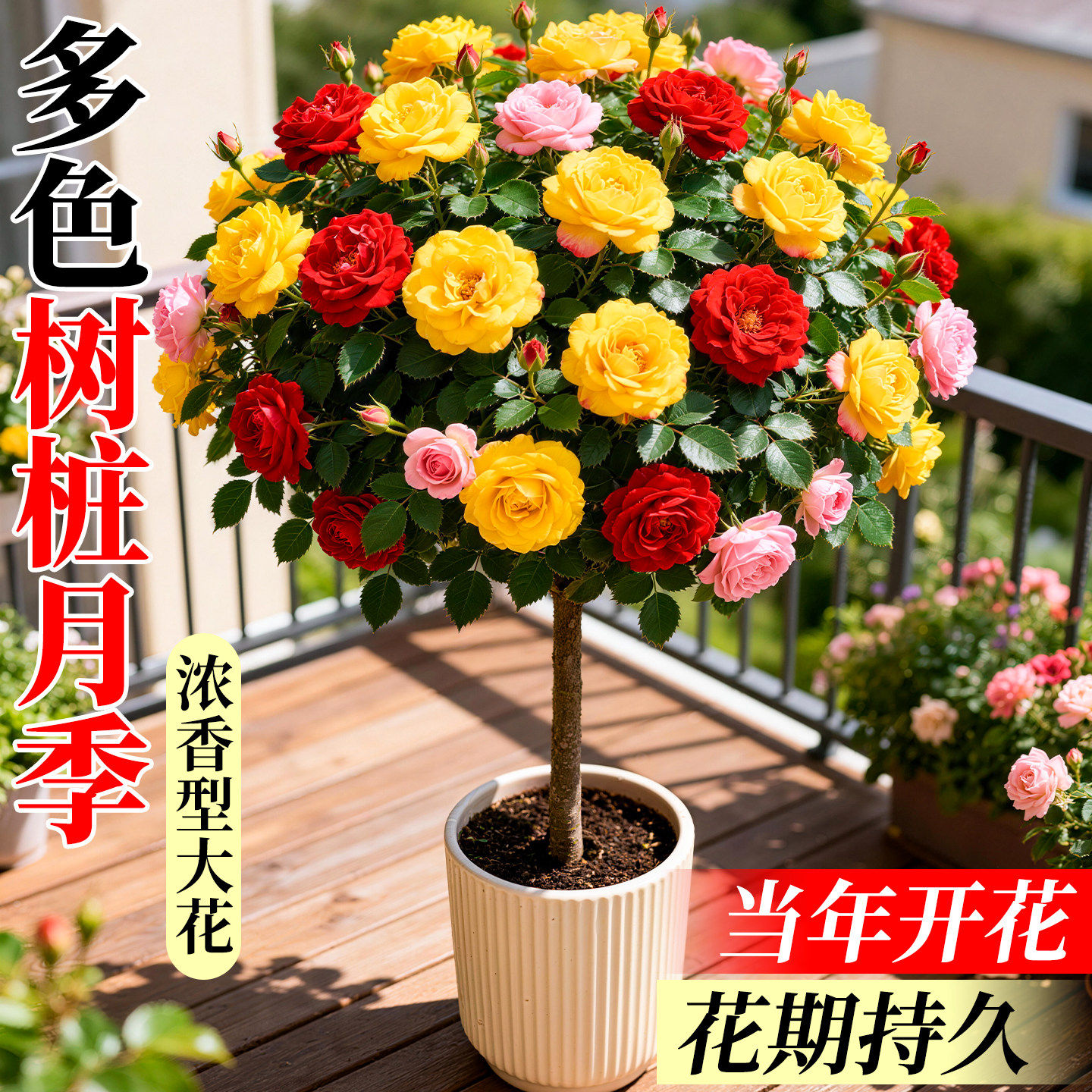 树桩月季特大花四季带花苞开花棒棒糖盆栽老桩浓香大花苗绿植花卉