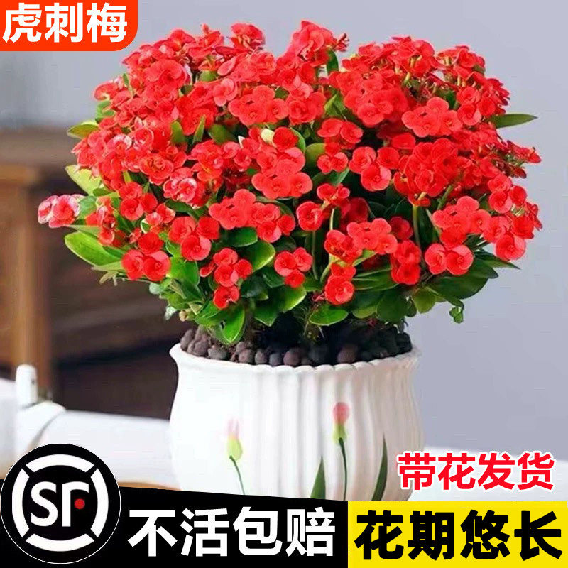 铁海棠盆栽花卉室内绿植虎刺梅花