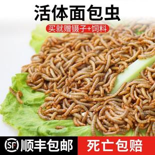 面包虫活虫黄粉虫活体仓鼠蜘蛛蝎子乌龟守宫角蛙画眉鸟食活饵饲料