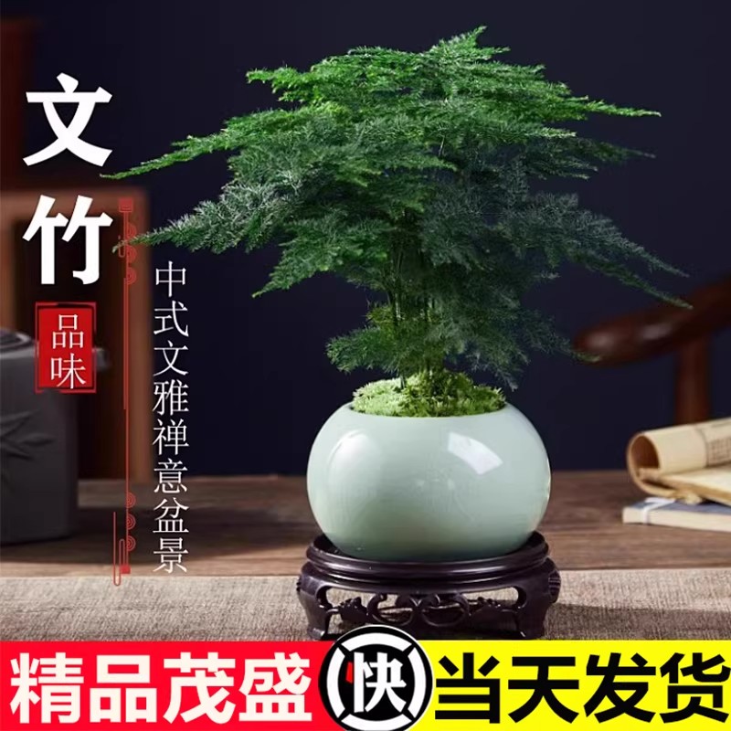 文竹盆栽办公室内桌面绿植适合懒人养的四季常青好养禅意植物盆景