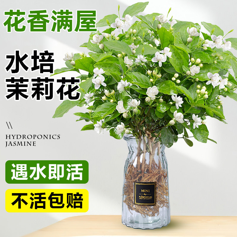 茉莉花水培植物盆栽办公室内桌面好养适合懒人养的花卉绿植九里香