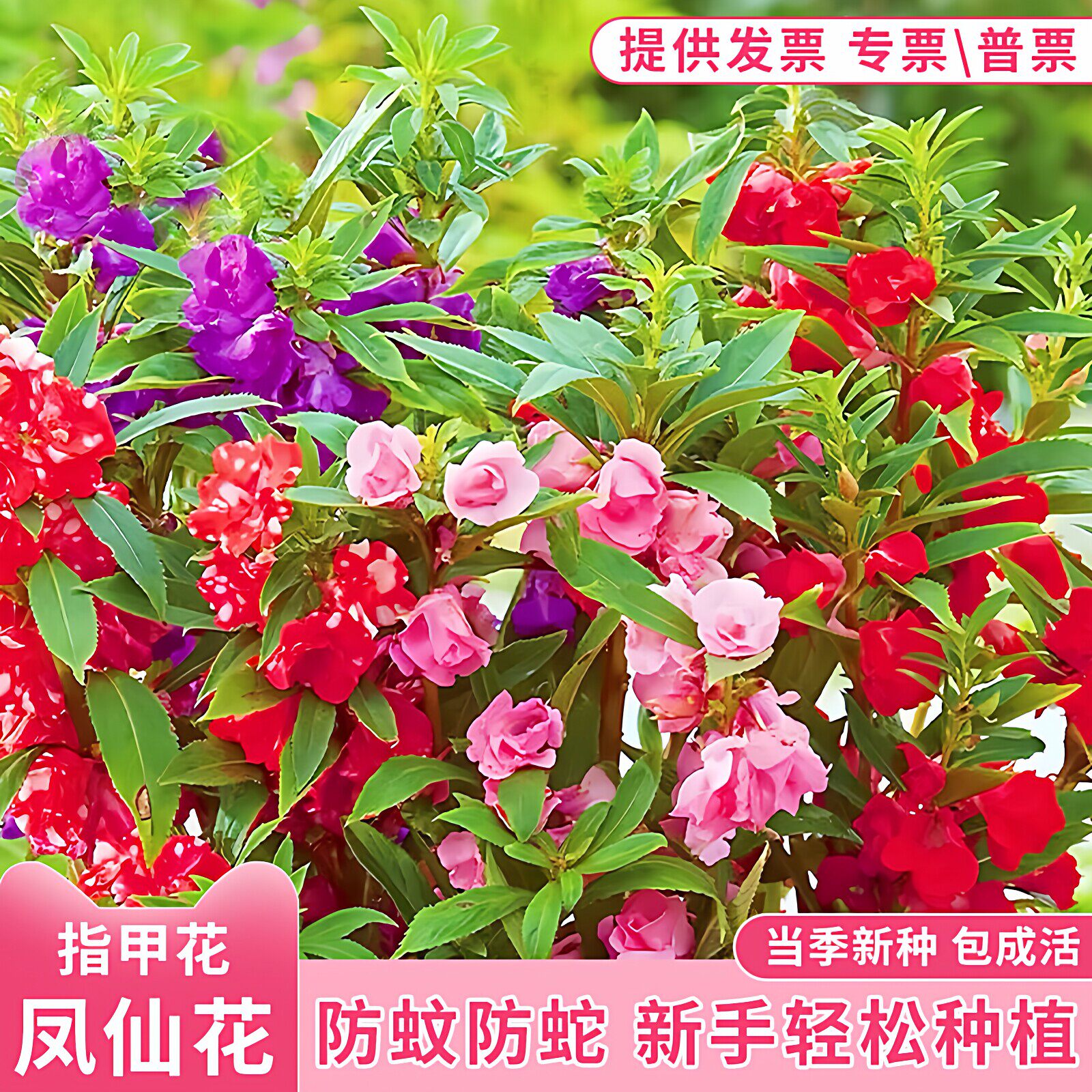 重瓣茶花凤仙花种子指甲花易活庭院室外种植四季播种花卉种籽子孑