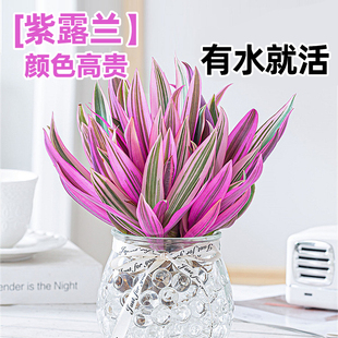 紫露兰水培绿植物吊兰小盆栽室内办公室桌面花卉油画婚礼夏季好养