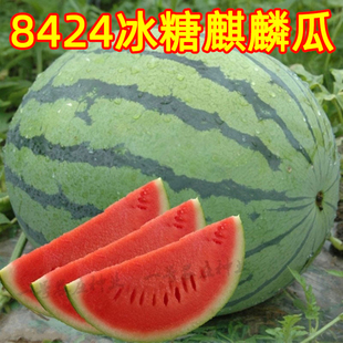 8424麒麟无籽美都西瓜种籽大全种子水果瓜果苗小南方蔬菜苗秧种孑