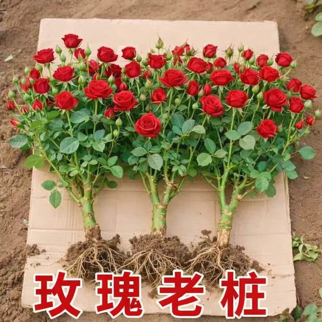 云南基地直发玫瑰老桩开花树苗月季花苗特大花卉四季老根盆栽室内
