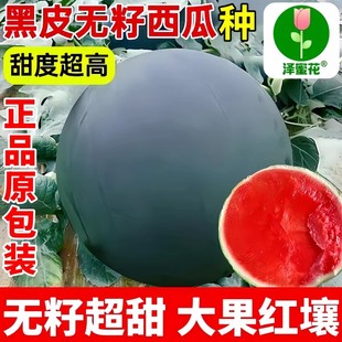 黑皮无籽西瓜种子大全红壤超甜高产薄皮水果种籽阳台盆栽蔬菜种孑