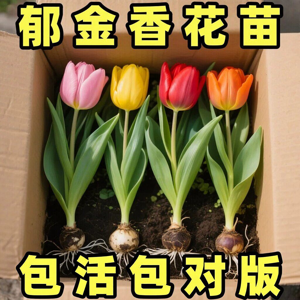 进口郁金香种球水培植物室内阳台盆栽5五度球种子适合冬天的花卉