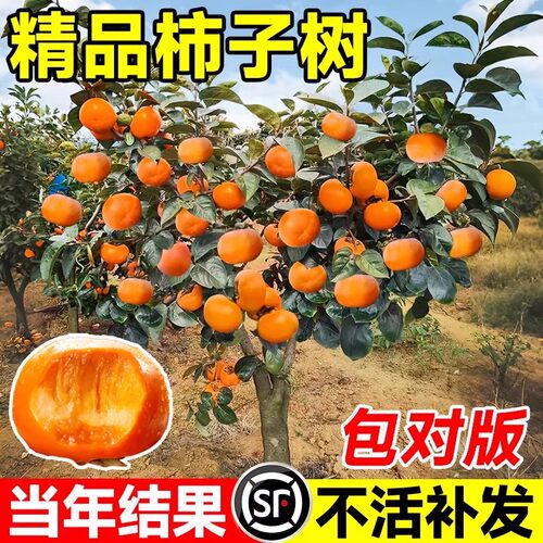 特大脆甜柿子苗树无核南北方种植