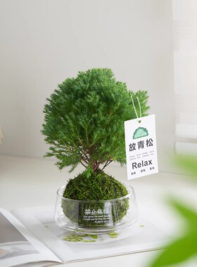 放青松雾凇苔藓球植物室内办公桌面绿植情绪稳定花卉雾松四季常青
