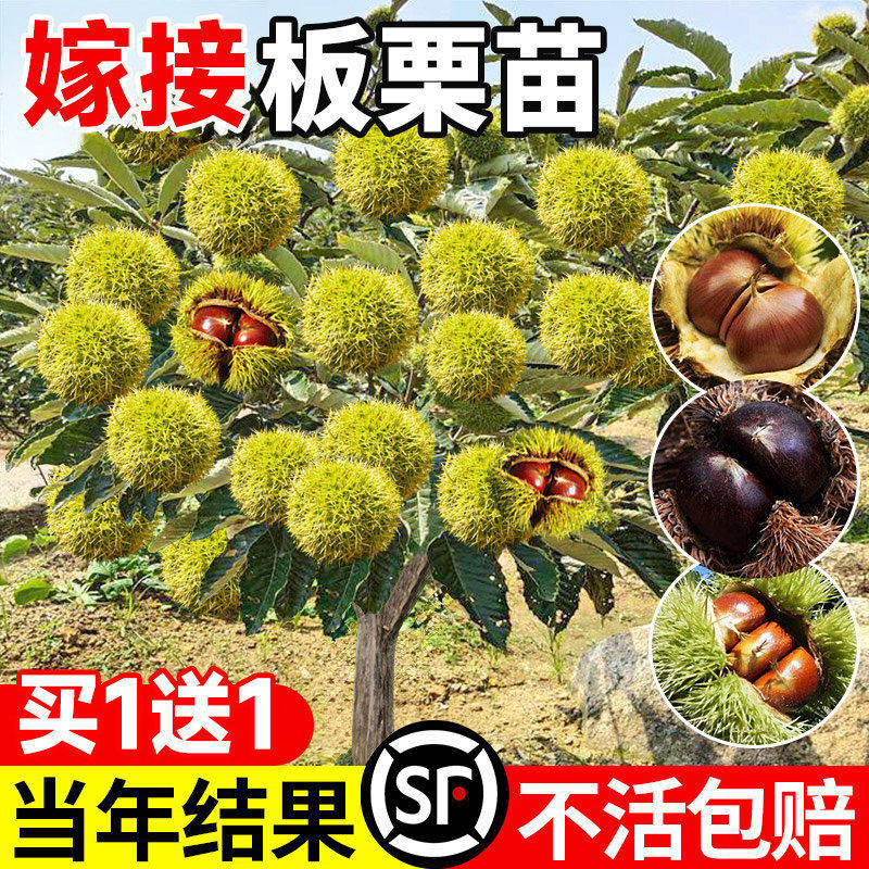 板栗苗树嫁接特大果树果苗大红袍油板栗南北方可种植地栽当年结果