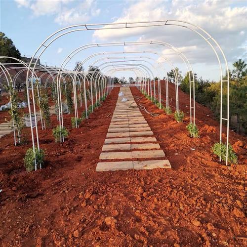 庭院攀爬藤架植物攀爬架丝瓜脚手架室外葡萄架锻铁拱花架室内花架
