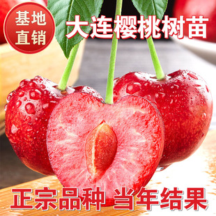 大连樱桃苗果树苗嫁接南北方庭院地栽特大车厘子阳台盆栽当年结果