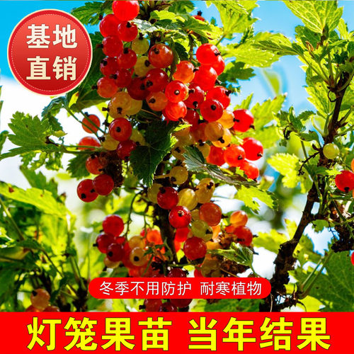 红加仑果树苗红豆苗红醋栗苗红灯笼果苗耐寒南北种植抗寒当年结果