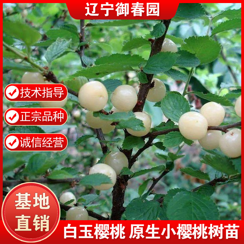 抗寒白玉毛樱桃树苖山樱野生白樱桃苗超耐寒抗冻盆栽地栽当年结果