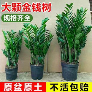 2025新款室内摇钱树大型招财绿植金钱树客厅盆栽开业真花绿意盎然