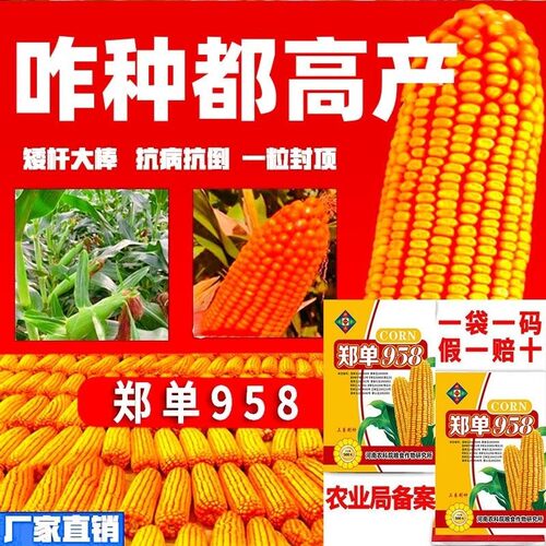 郑单958玉米种子大全高产国审矮杆抗倒抗旱大棒抗虫正品活秆棒