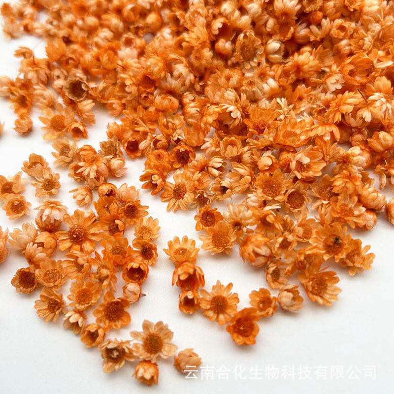 巴西小星花头无杆花diy干花 mini雏菊水晶滴胶装饰填充物干花花头