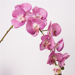 仿真手感10头洛桑蝴蝶兰家居婚庆餐桌插花花材花艺单支假兰花假花