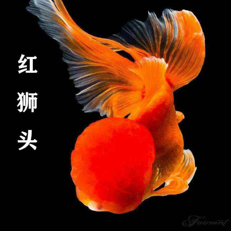 观赏鱼中国水域冷水淡水鱼幼鱼红头白身观赏鱼新手易养国狮泰狮