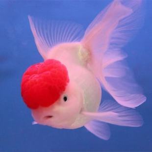 观赏鱼中国水域冷水淡水鱼幼鱼红头白身观赏鱼新手易养国狮泰狮