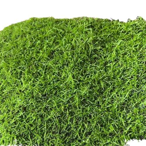 人工小灰苔藓鲜活园林造景室内雨林景观喜湿苔藓厂家