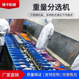 加工定制自动牡蛎重量分选秤 海参重量分选机 维卡海蛎子分选机