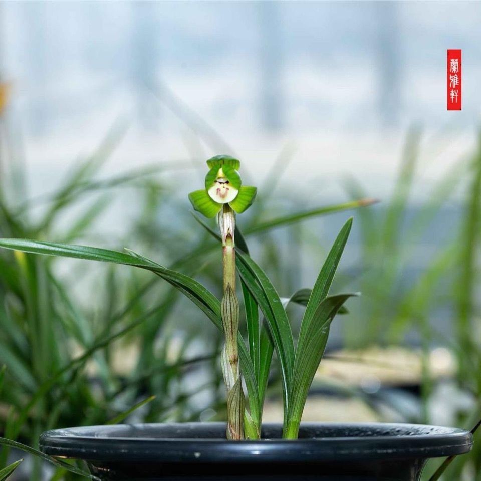 带花苞精品盆栽色花矮种荷瓣春兰【神荷】室内浓香型花卉大全